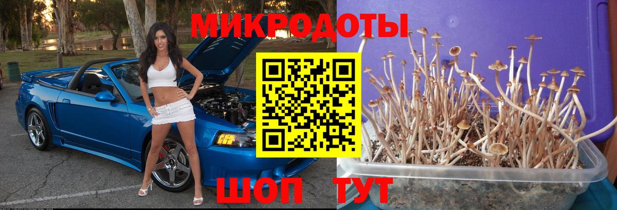 Псилоцибиновые грибы Psilocybe  Вход с VPN  Богородск 